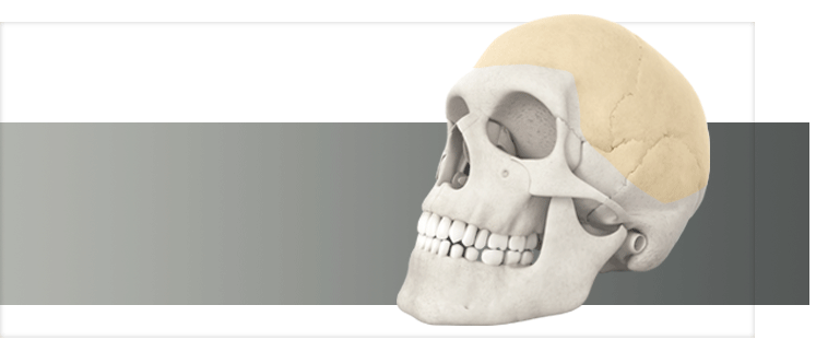 Skull Animation - cranial, orbital, midface and mandible